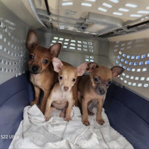 three chihuahua puppies