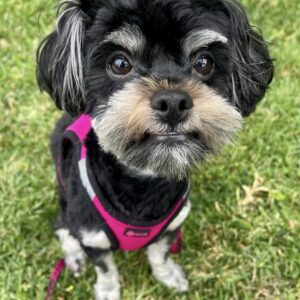 Heidi