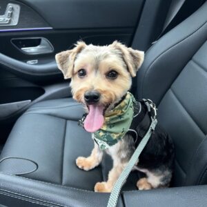 Yorkie mix