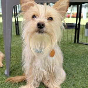 Tortellini