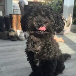 Alfie