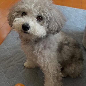 Stella