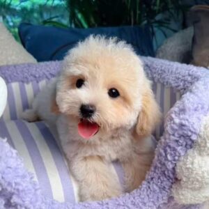 Harley
