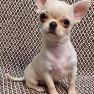 tiny