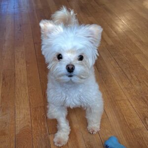 mix of poodle