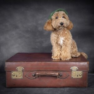 Milo poodle