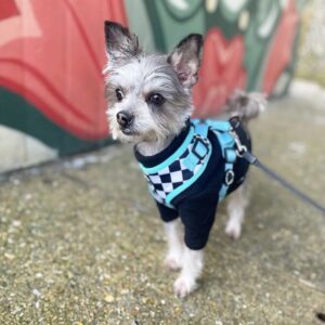 Milo Maltese +chihuahua