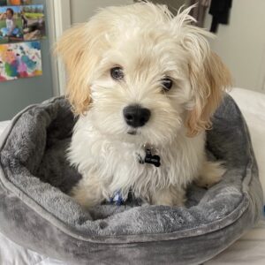 Bailey