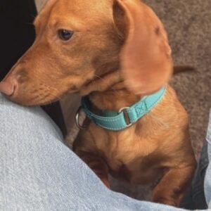 Milo