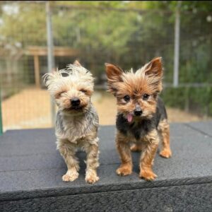 Lukey and Layla