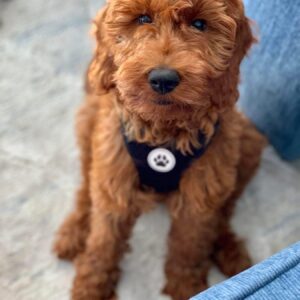Charlie